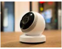 ỐC SÊN NHỎ PHÁ HOẠI CÂY TRỒNG